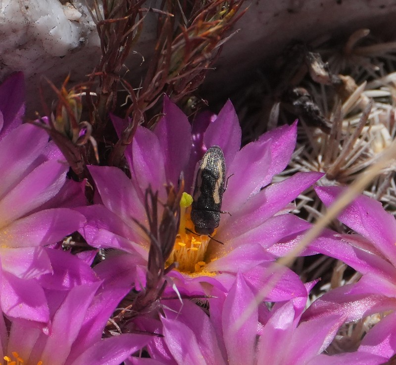 Nellie Cory Cactus photo 6