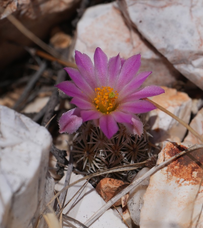 Nellie Cory Cactus photo 7