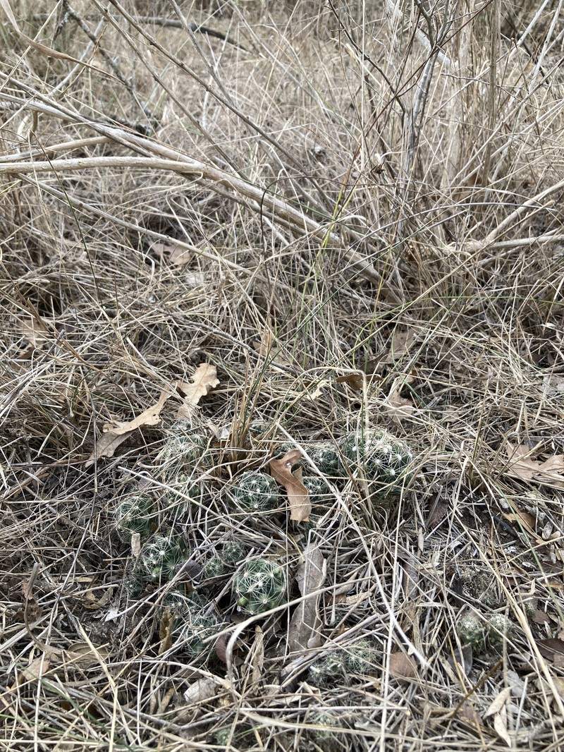 Missouri Foxtail Cactus