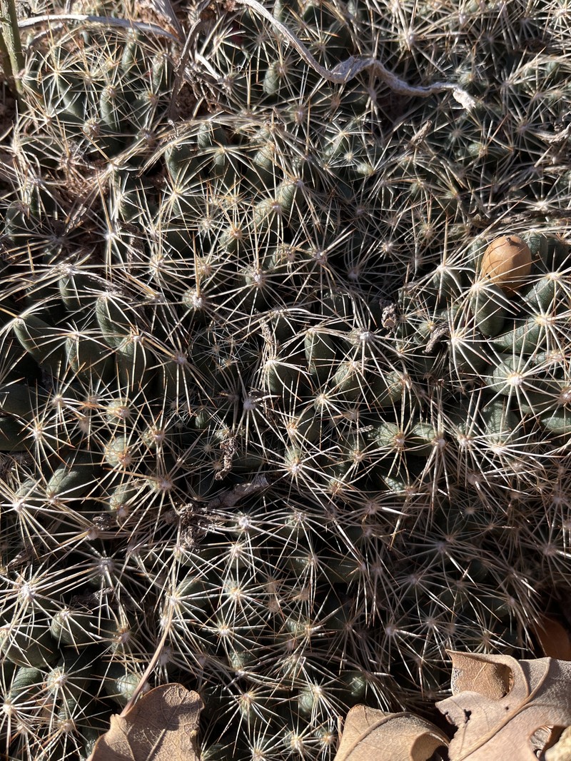 Missouri Foxtail Cactus photo 5
