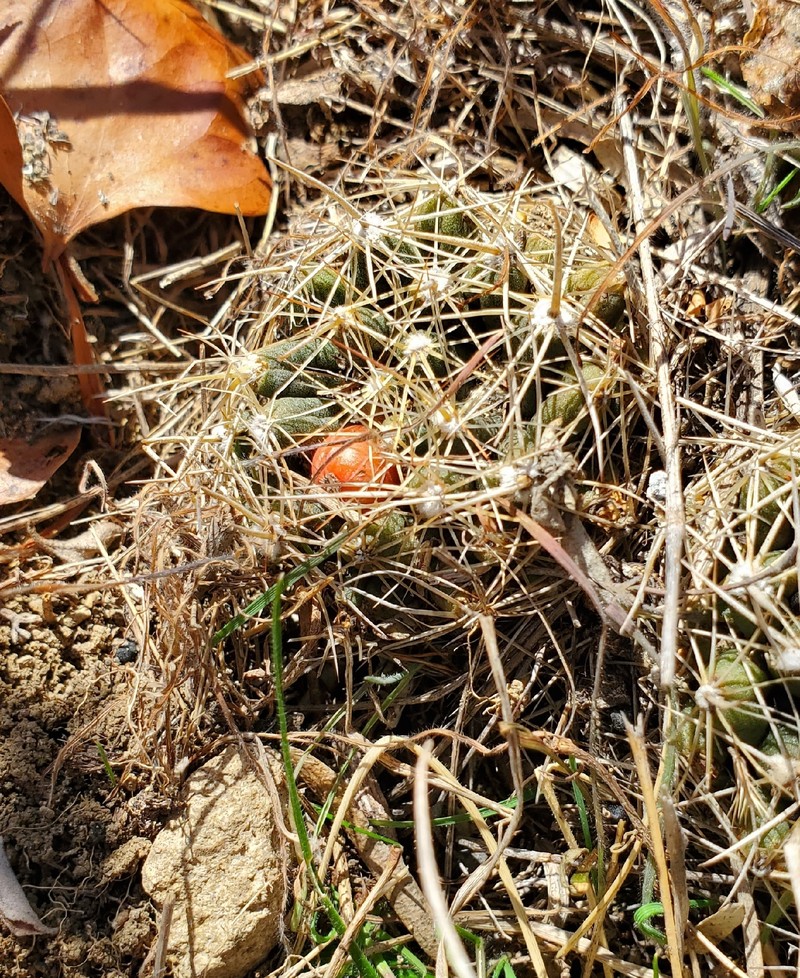 Missouri Foxtail Cactus photo 6