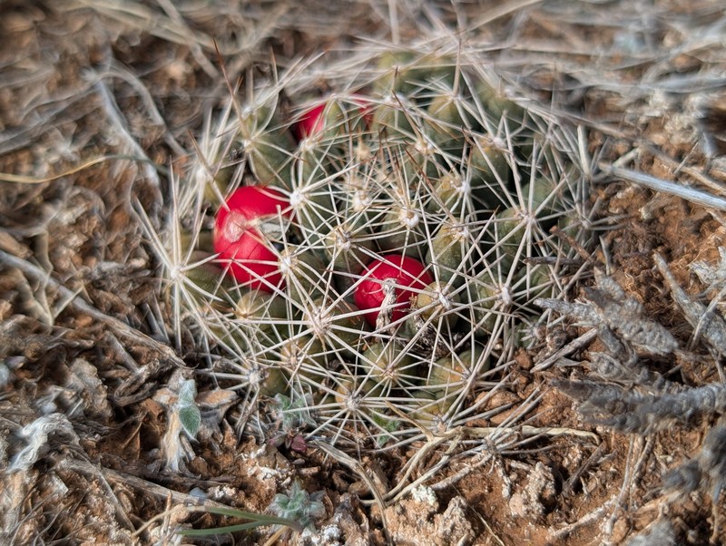 Missouri Foxtail Cactus photo 7