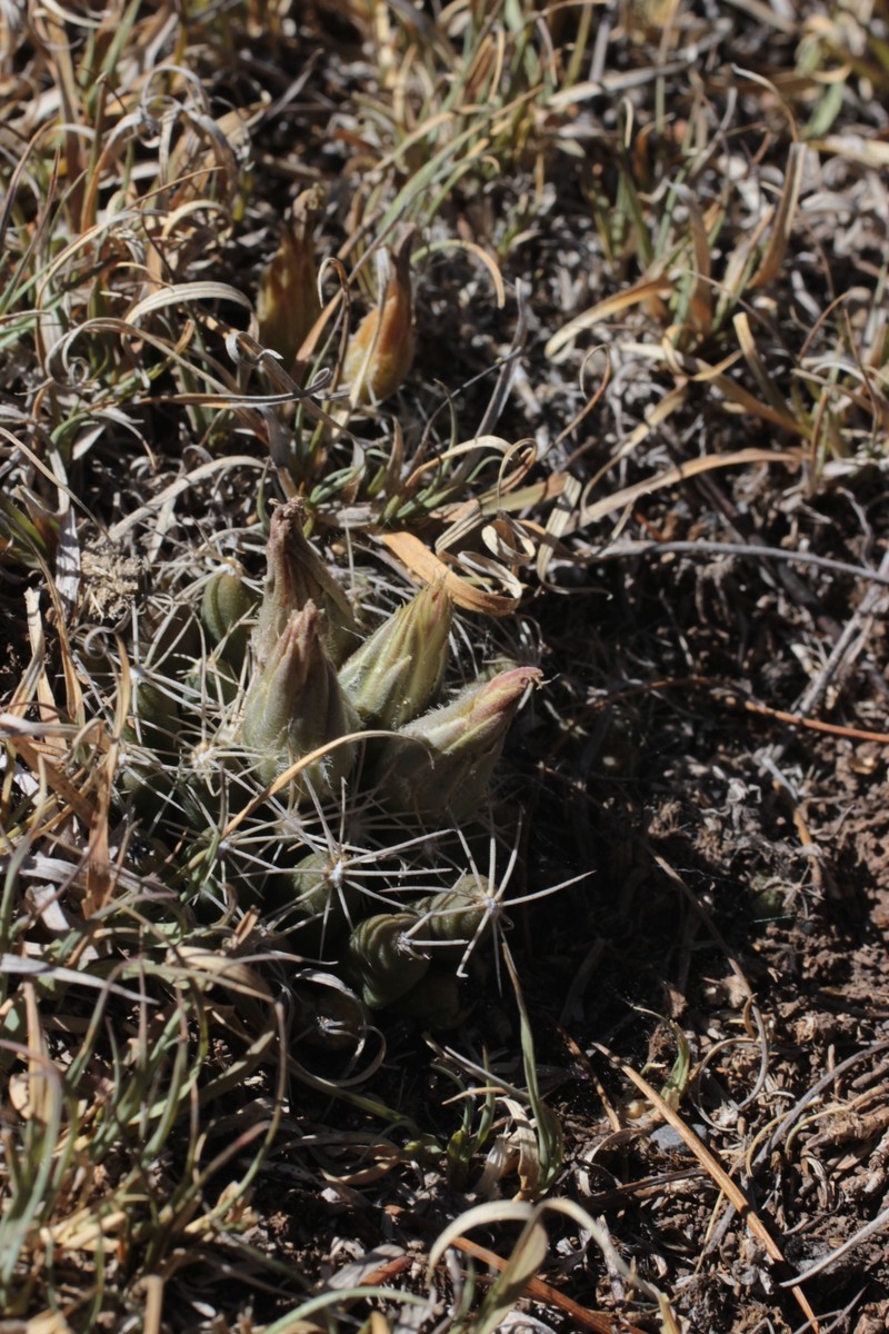 Pelecyphora missouriensis subsp. asperispina