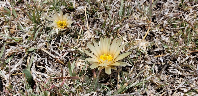 Pelecyphora missouriensis subsp. asperispina photo 2