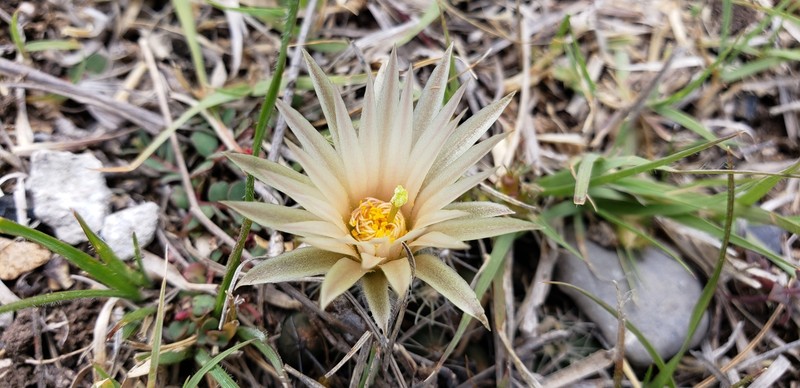 Pelecyphora missouriensis subsp. asperispina photo 4