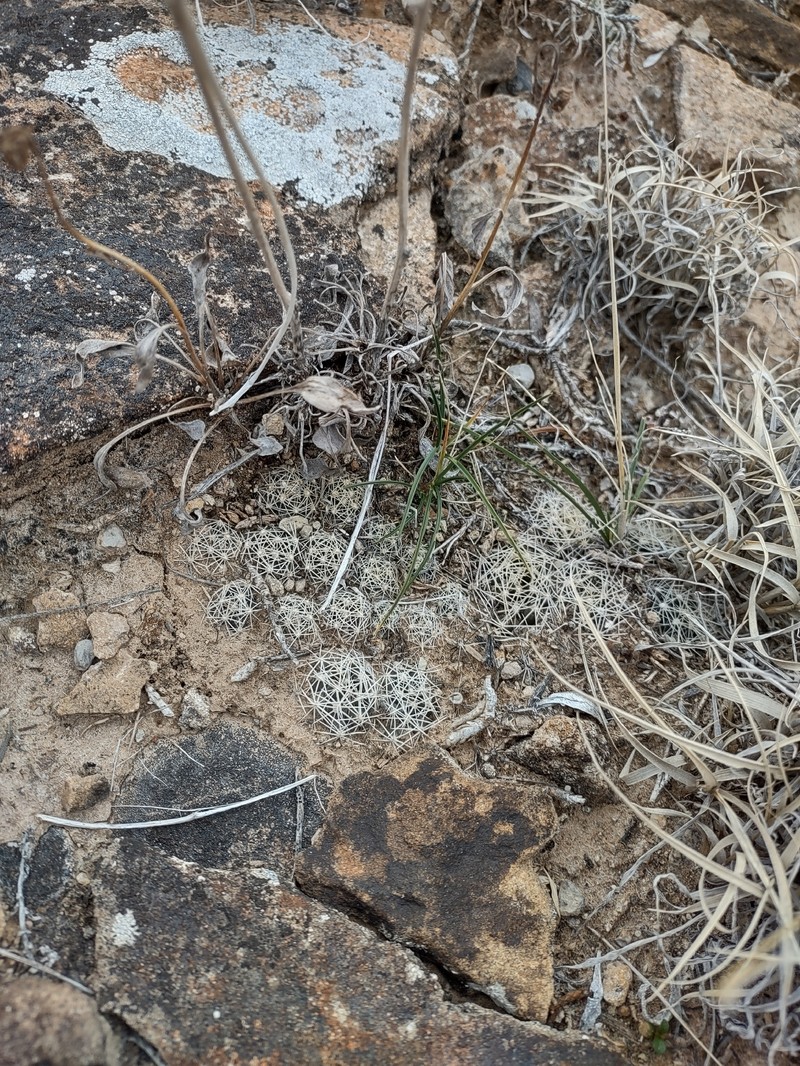 Pelecyphora missouriensis subsp. missouriensis photo 2