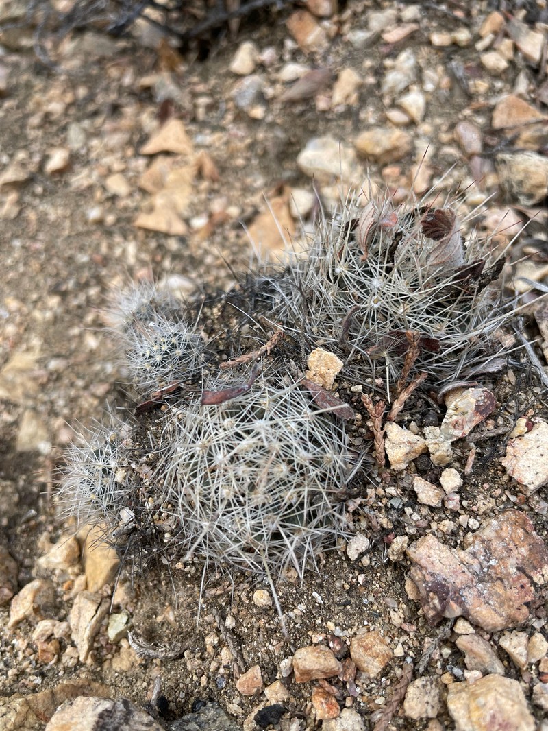 Pelecyphora missouriensis subsp. missouriensis photo 3