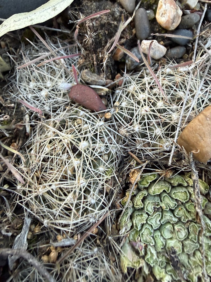 Pelecyphora missouriensis subsp. missouriensis photo 4