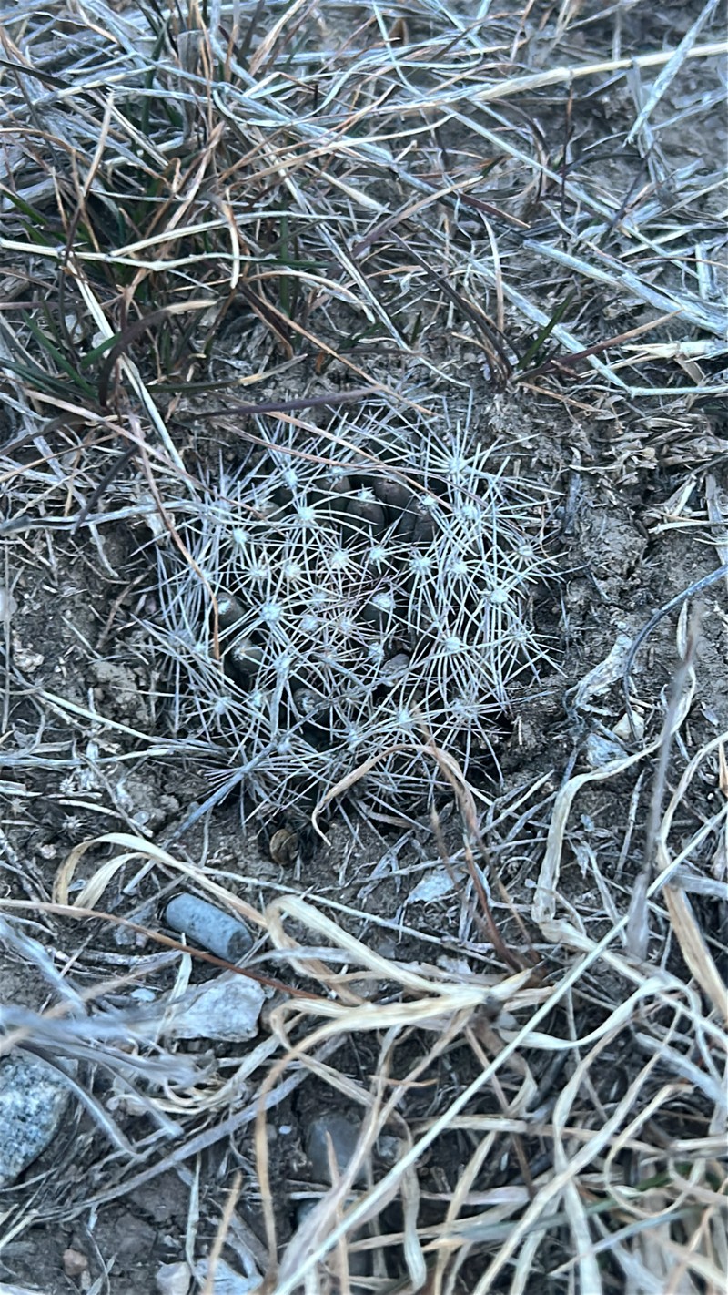 Pelecyphora missouriensis subsp. missouriensis photo 8