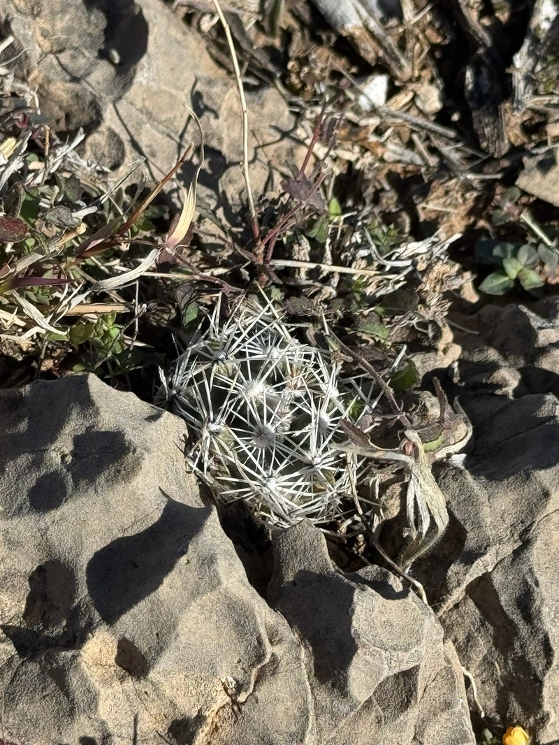 Cochise Foxtail Cactus