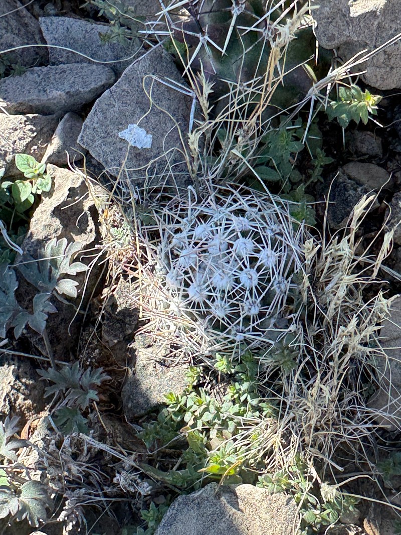 Cochise Foxtail Cactus photo 3
