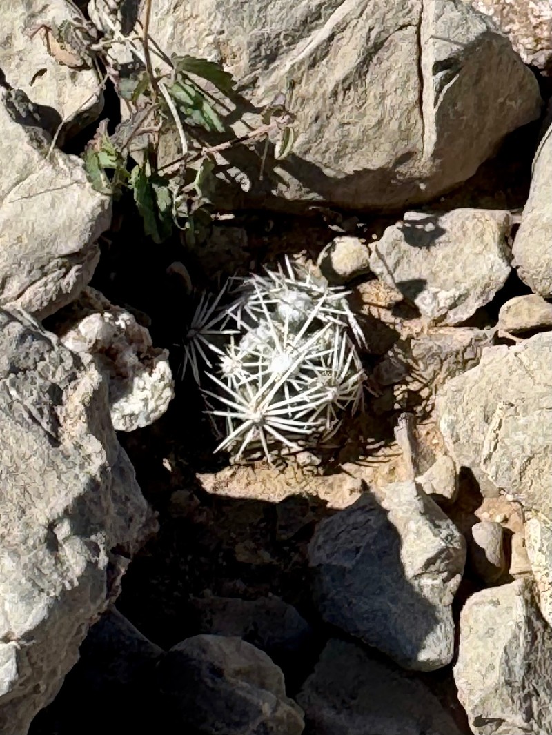 Cochise Foxtail Cactus photo 4