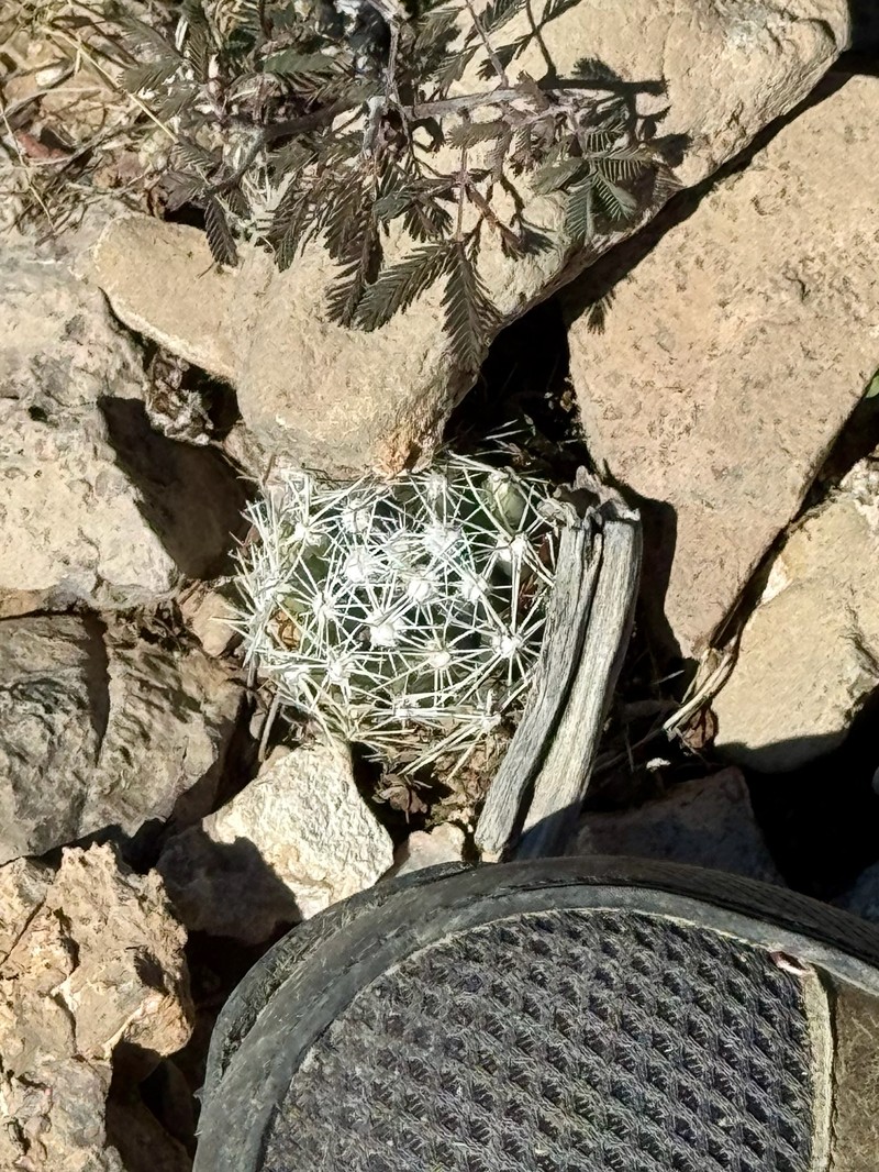 Cochise Foxtail Cactus photo 6