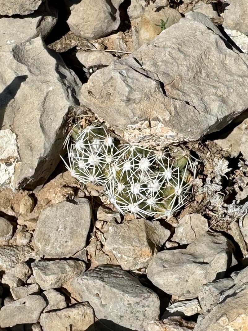 Cochise Foxtail Cactus photo 7