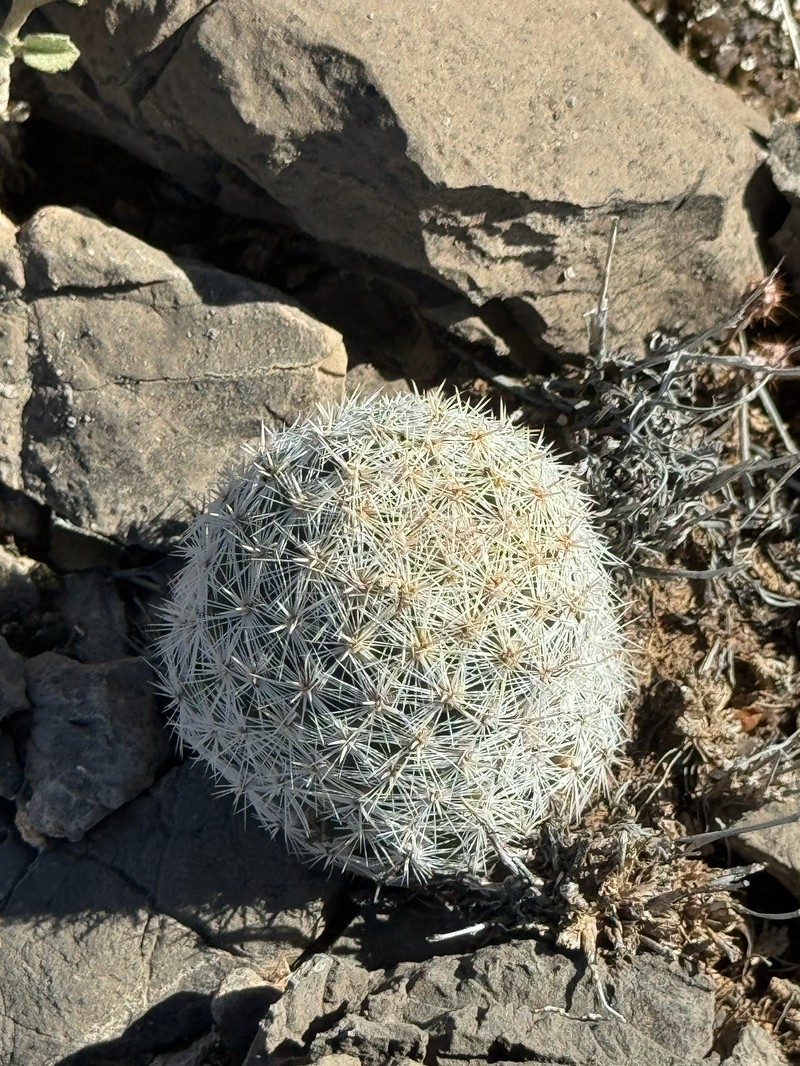 Sneed's Pincushion Cactus photo 3