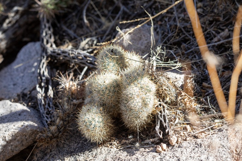 Sneed's Pincushion Cactus photo 5