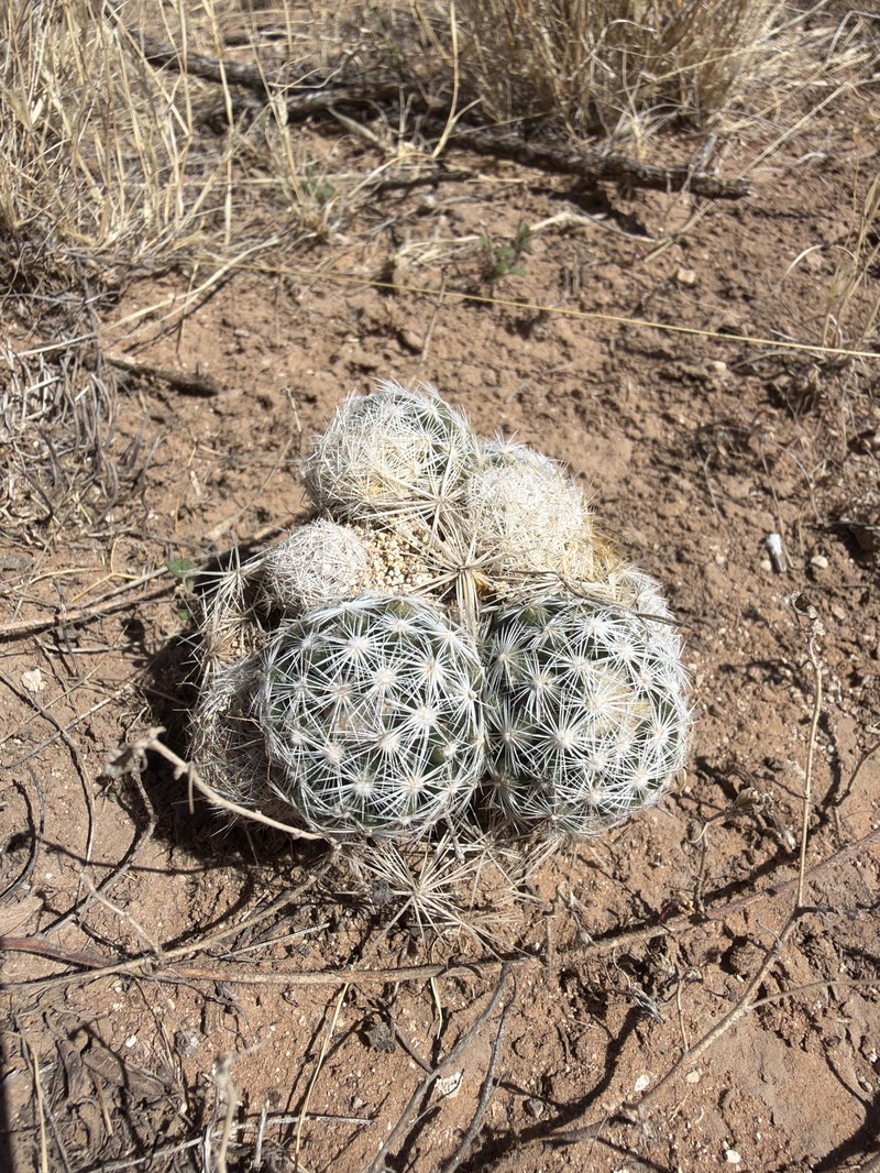 Sneed's Pincushion Cactus photo 6