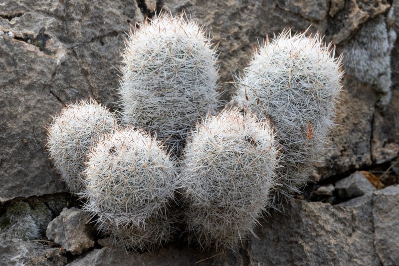 Organ Mountain Foxtail Cactus