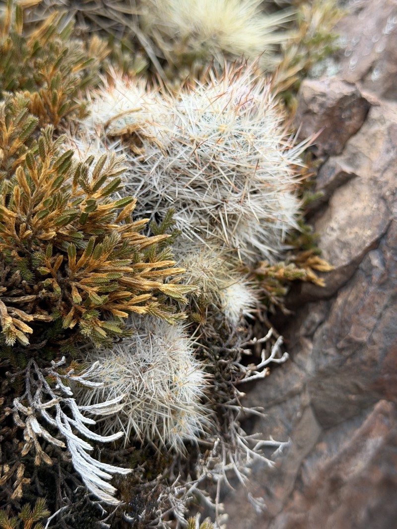 Organ Mountain Foxtail Cactus photo 7