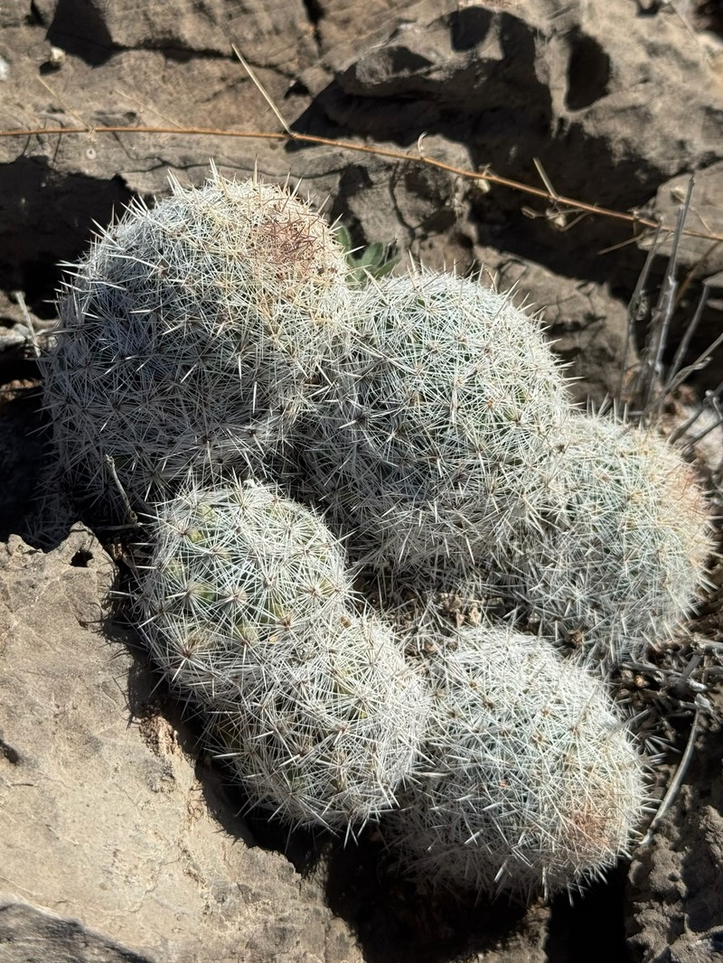 San Andres Mountain Foxtail Cactus photo 3