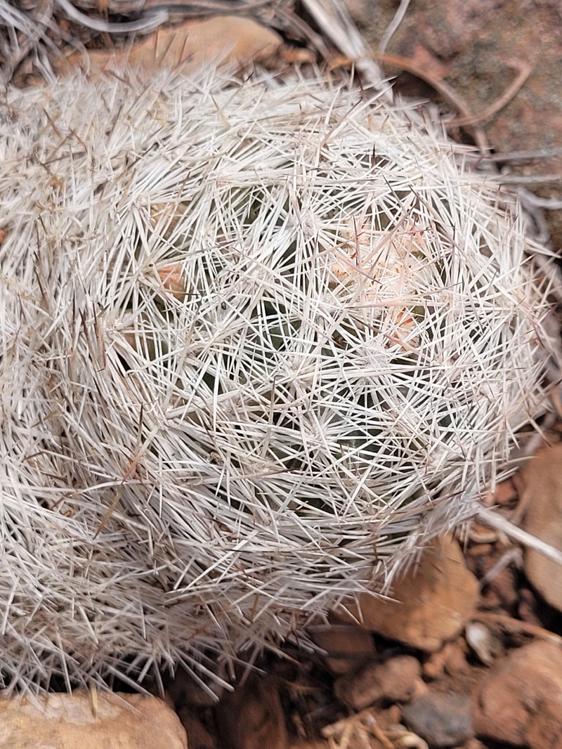 Sacramento Mountain Foxtail Cactus photo 5
