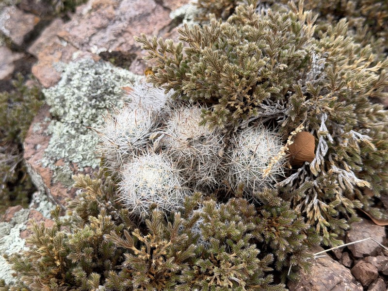 Sacramento Mountain Foxtail Cactus photo 6