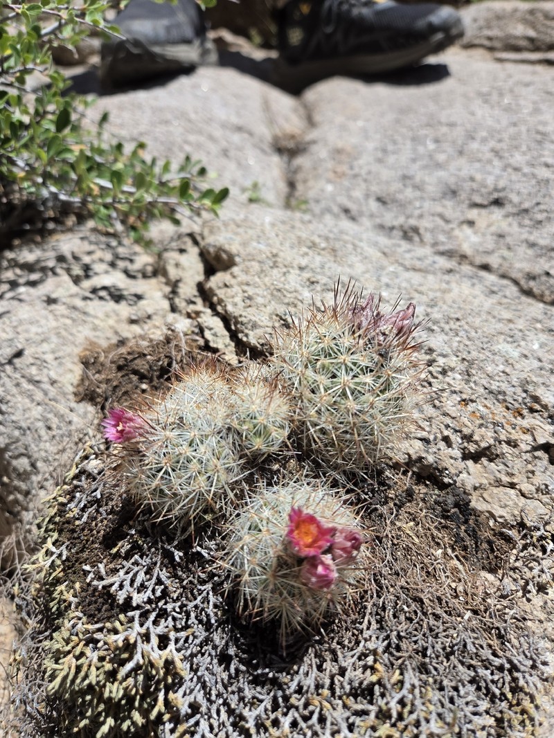 Sacramento Mountain Foxtail Cactus photo 8
