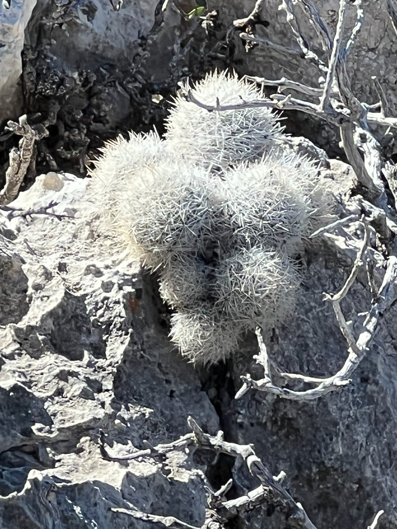 Column Foxtail Cactus