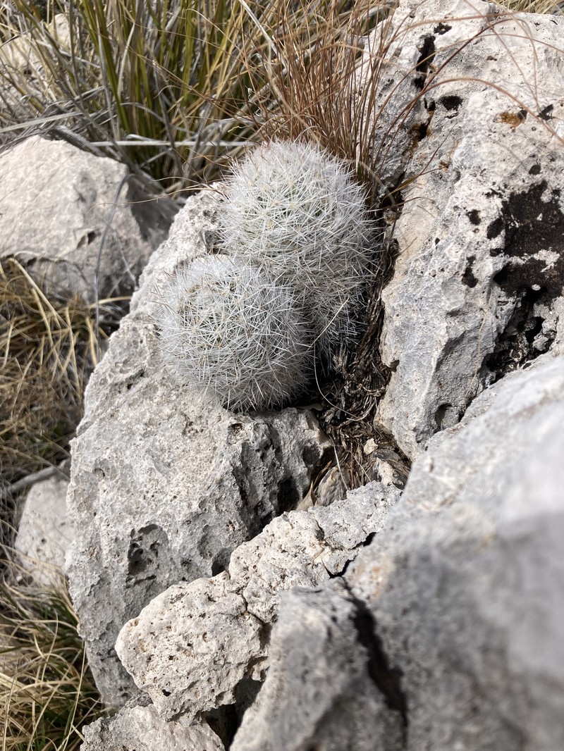 Column Foxtail Cactus photo 3