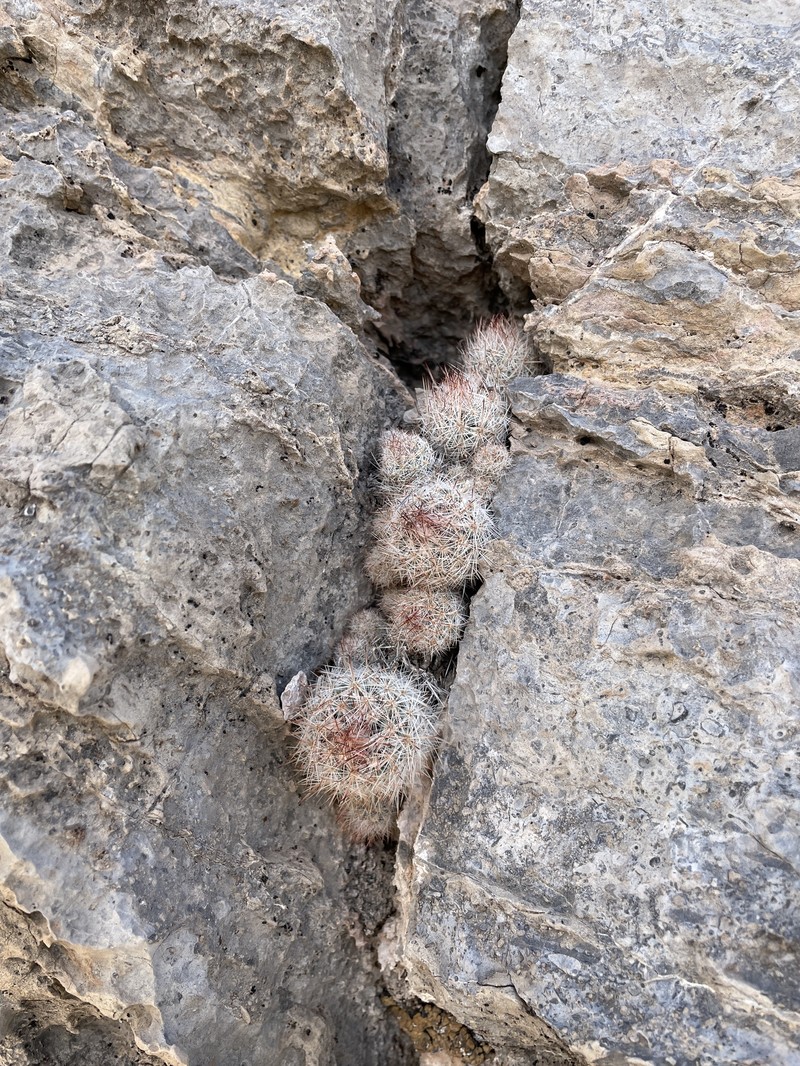 Column Foxtail Cactus photo 4