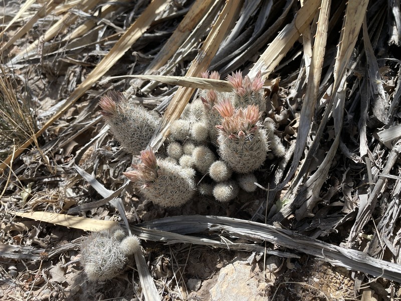 Column Foxtail Cactus photo 5