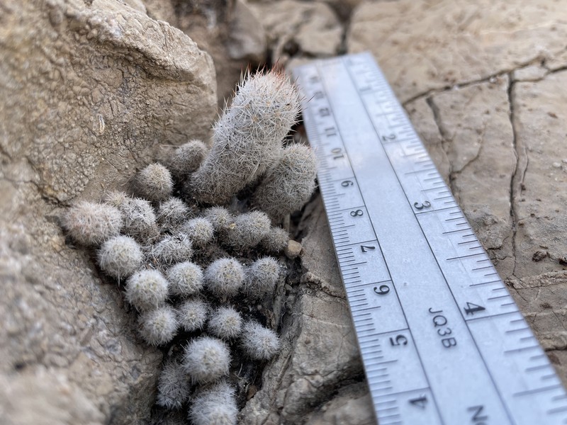 Column Foxtail Cactus photo 7