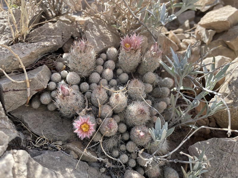 Guadalupe Mountain Foxtail Cactus photo 6