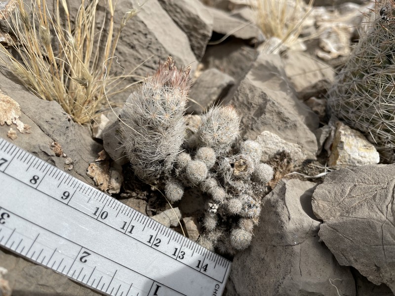 Guadalupe Mountain Foxtail Cactus photo 8