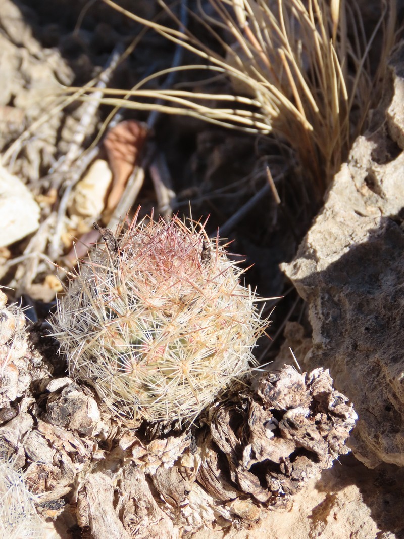 Whitecolumn Foxtail Cactus