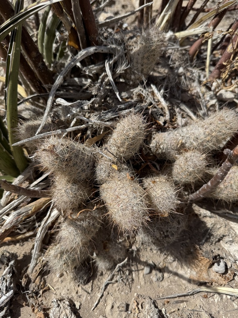 Whitecolumn Foxtail Cactus photo 2