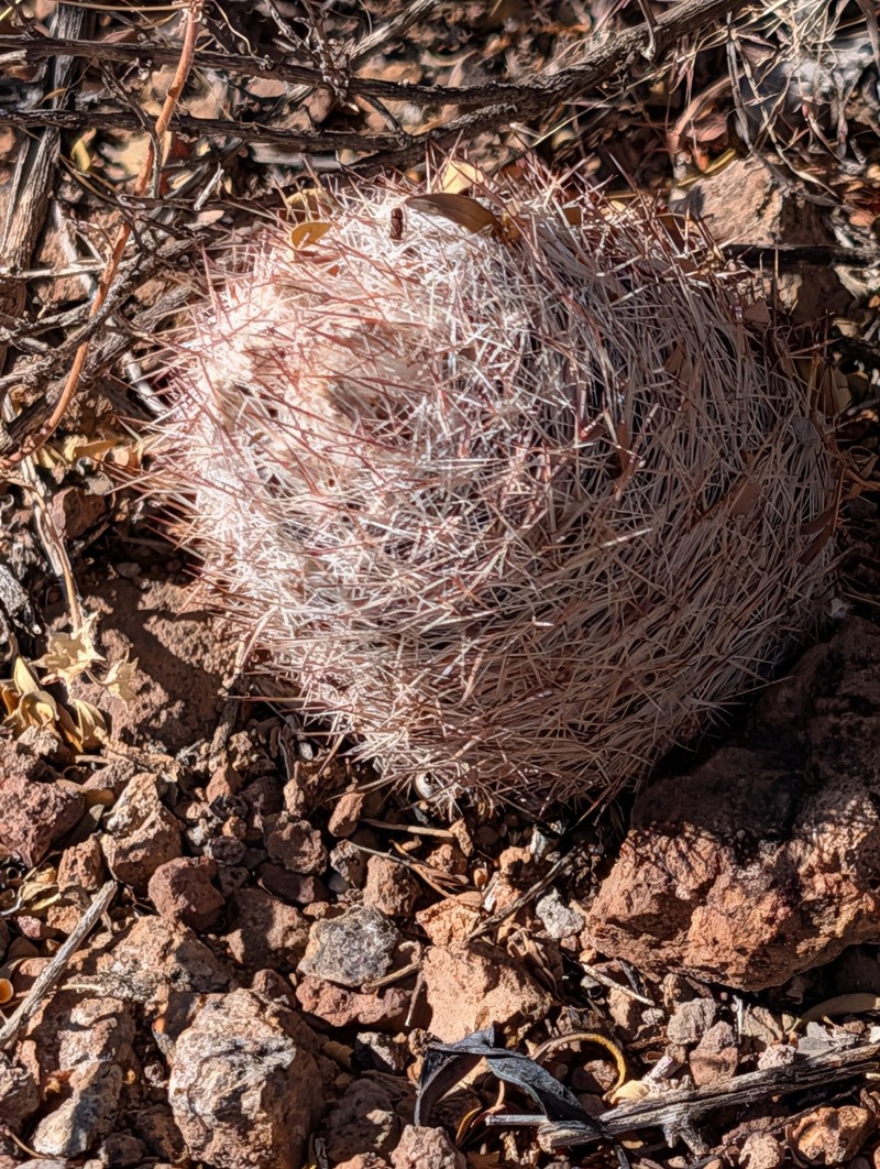 Whitecolumn Foxtail Cactus photo 3