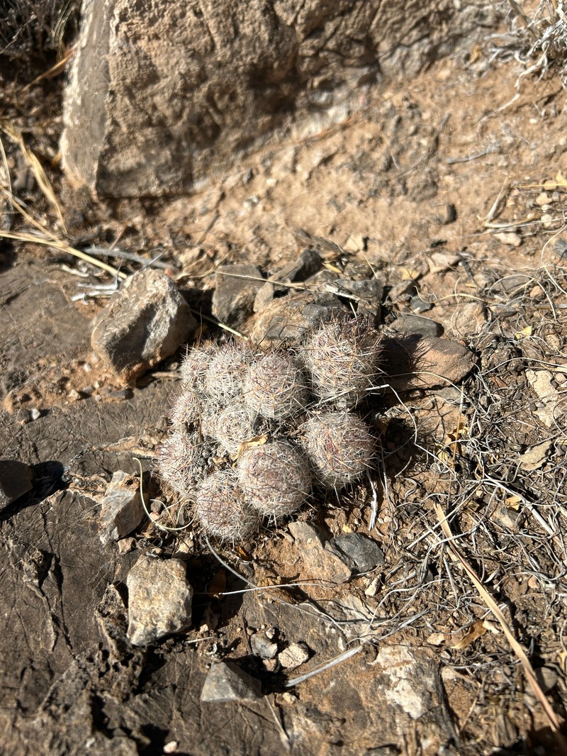 Whitecolumn Foxtail Cactus photo 4