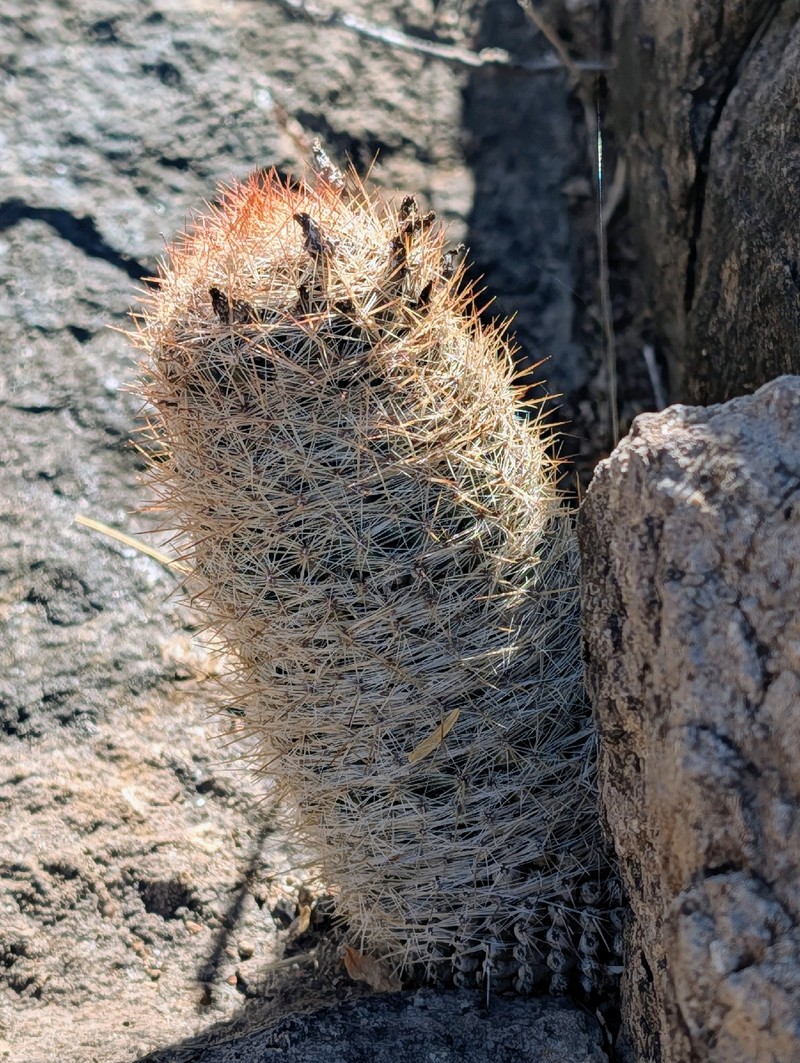 Whitecolumn Foxtail Cactus photo 5