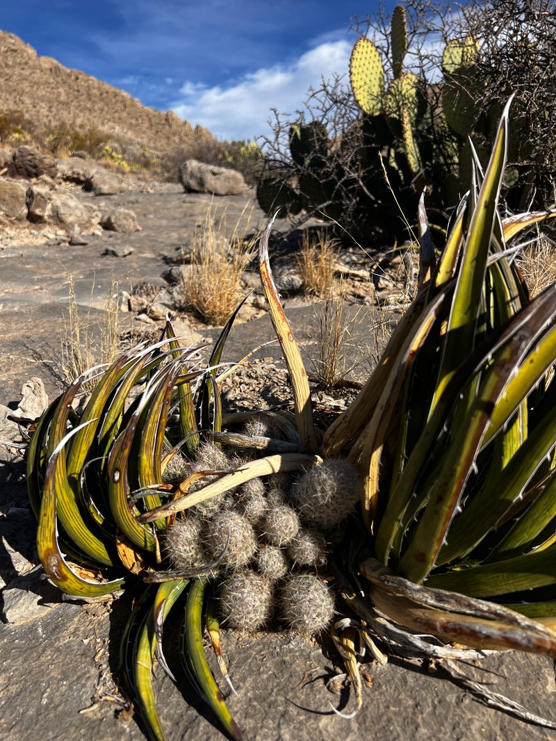 Whitecolumn Foxtail Cactus photo 6