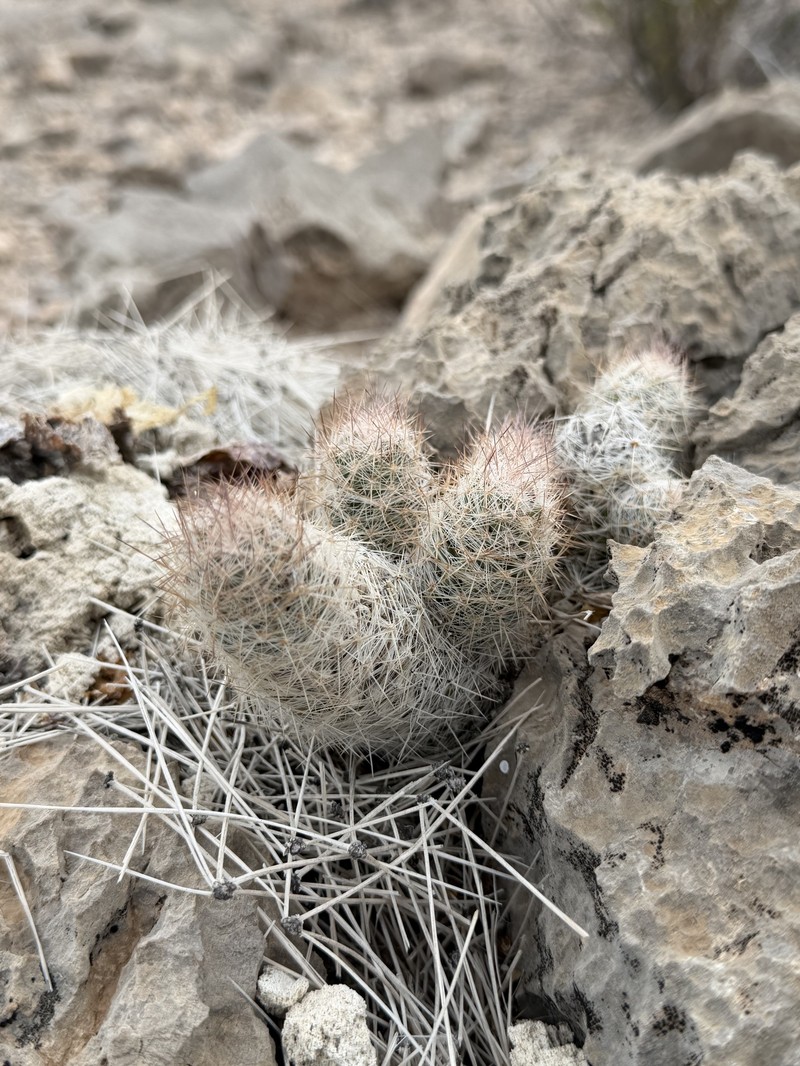 Whitecolumn Foxtail Cactus photo 7