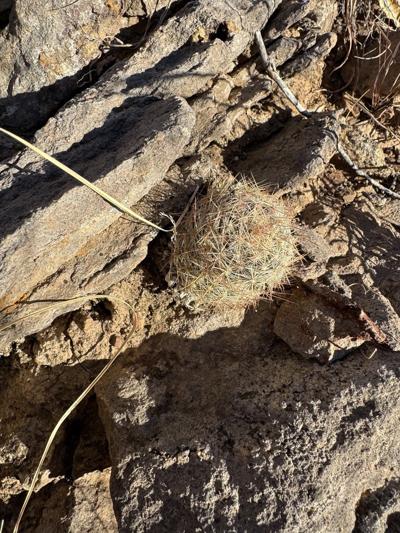Whitecolumn Foxtail Cactus photo 8