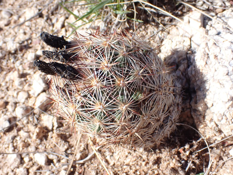 Spinystar photo 6