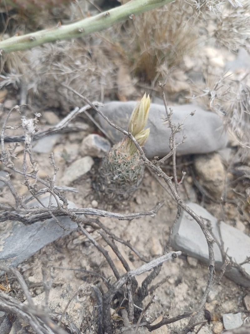 Pelecyphora zilziana
