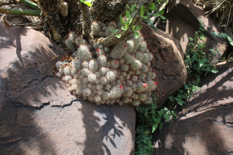 Pelecyphora zilziana photo 2