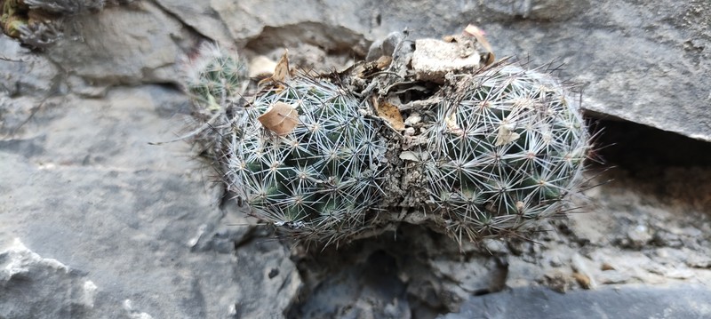 Pelecyphora zilziana photo 3
