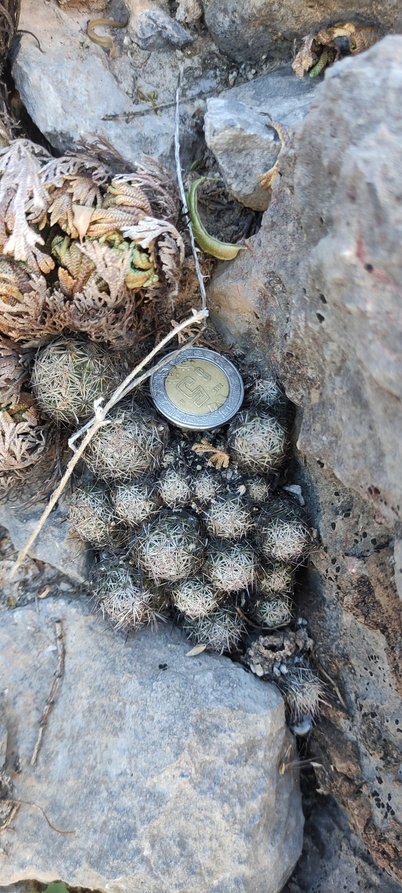 Pelecyphora zilziana photo 4