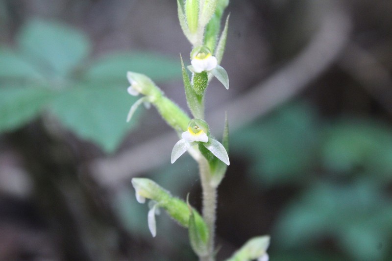 Hachuela photo 5