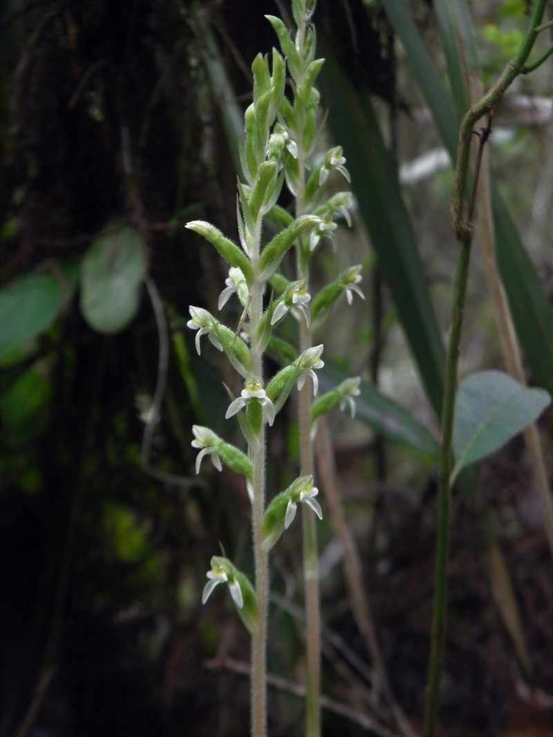 Hachuela photo 6