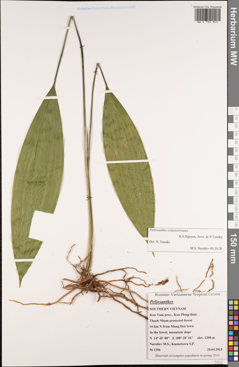 Peliosanthes crassicoronata
